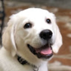 Meet your Posher, Daphne